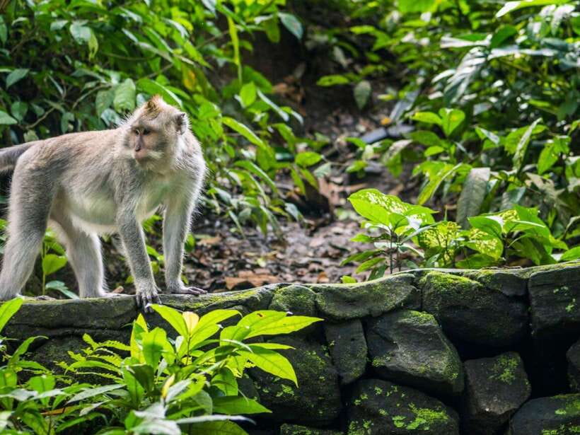 Ubud: Monkey Forest, Temple, Rice Terraces, Hidden Waterfall - Walking the Tegallalang rice terraces