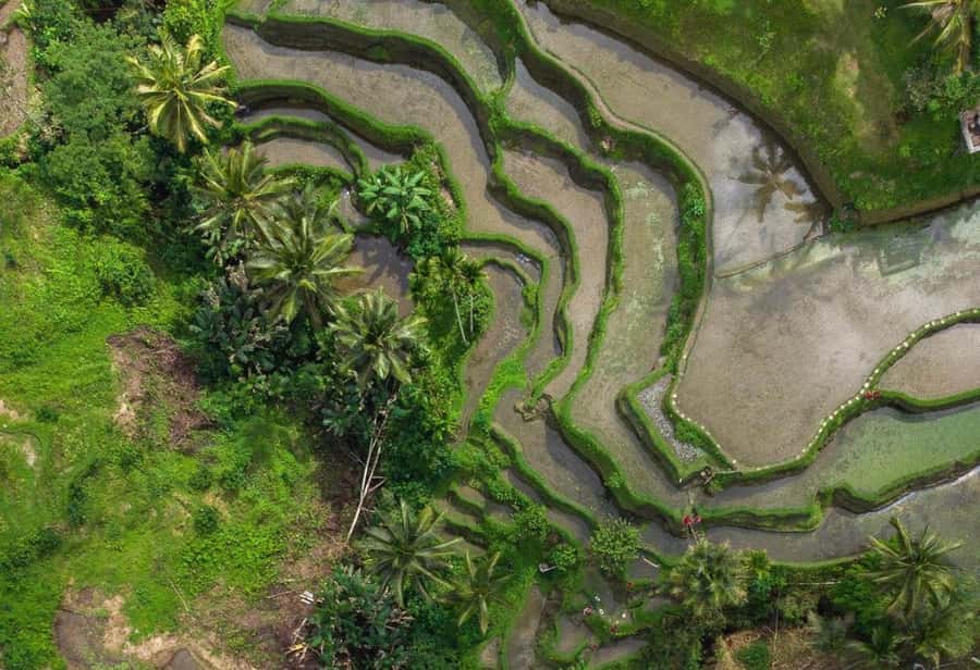 Ubud: Rice Terrace, Holy Water Temple & Waterfalls Trek Tour - Transport, timing, and what the price really buys