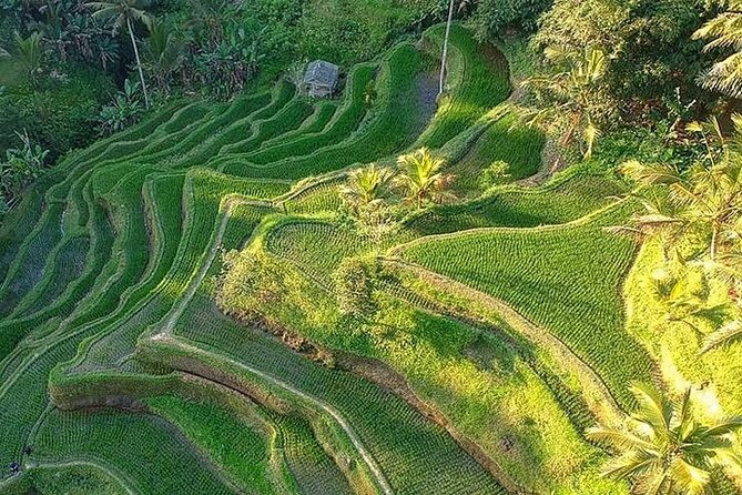 Ubud: Swing - Monkey Forest - Waterfall - Temple - Rice Terraces - Art Crafts - Traffic and timing shape the whole experience