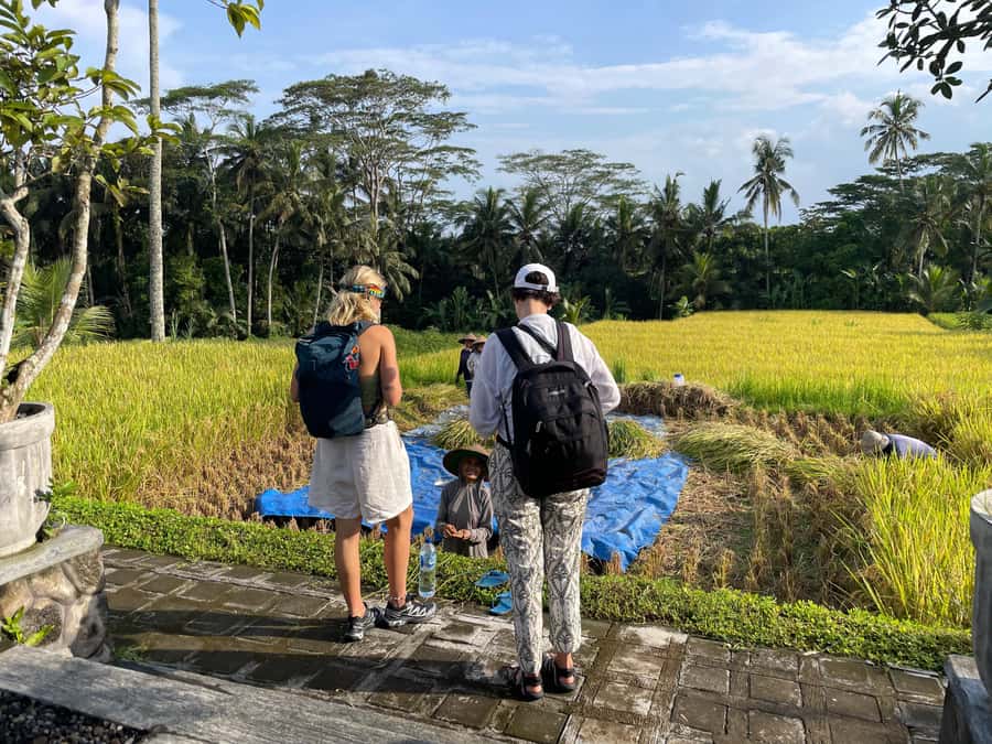 Ubud: Waterfalls, Water Temple & Rice Terraces Private Tour - What your guide adds to the day