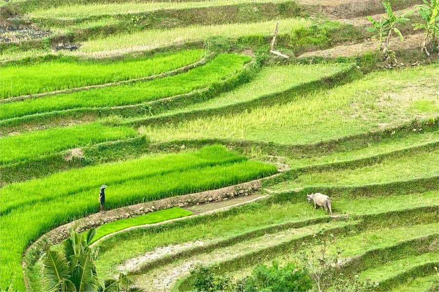 Yogyakarta: Selogriyo Temple, Rice Terraces & Waterfall Tour - Leaving Yogyakarta for rural Central Java
