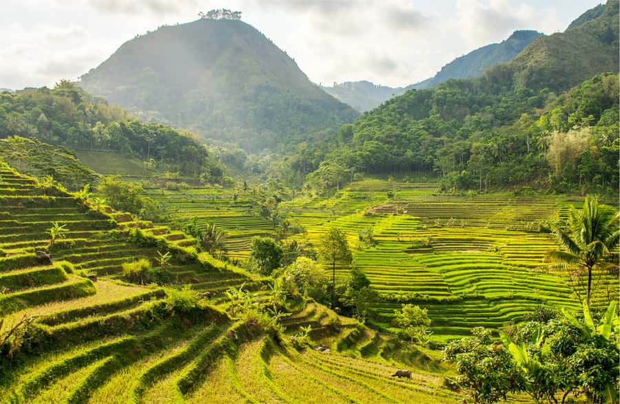 Yogyakarta: Selogriyo Temple Tour & Java Rice Terrace Trek - Key points before you book