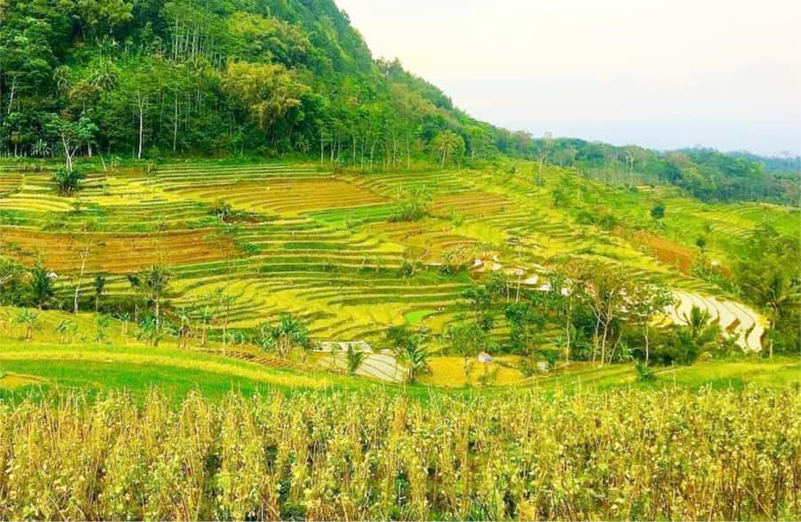 Yogyakarta: Selogriyo Temple Tour & Java Rice Terrace Trek - Why this six-hour outing feels different from temple sightseeing